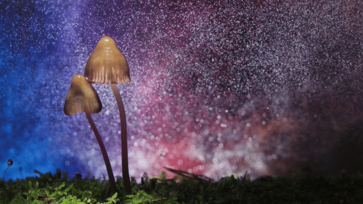 Canada The New Hub for Hallucinogens